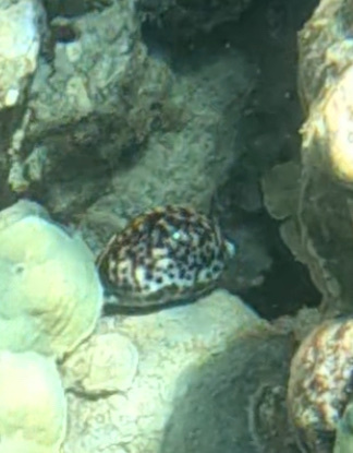 Cypraea tigris observed 2024-06-29