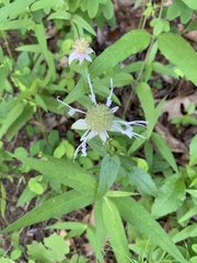 Monarda russeliana