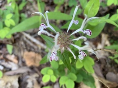 Monarda russeliana