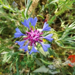 Centaurea cyanus