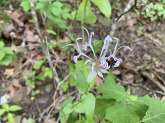 Monarda russeliana