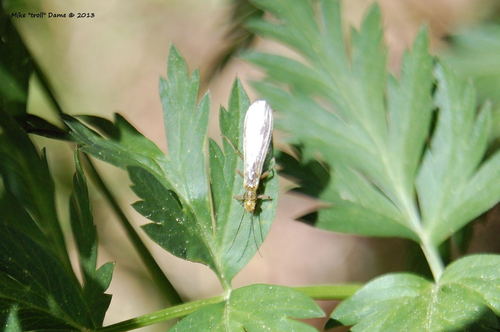 iNaturalist observation photo of Green Stoneflies