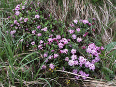 Daphne striata