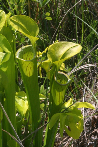 Image of Green pitcher plant by (c) runcator, some rights reserved (CC BY)