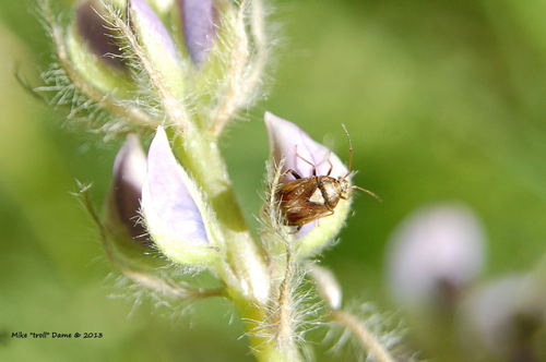 iNaturalist observation photo of Lygus Bugs