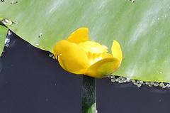 Nuphar lutea