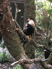 Caracara