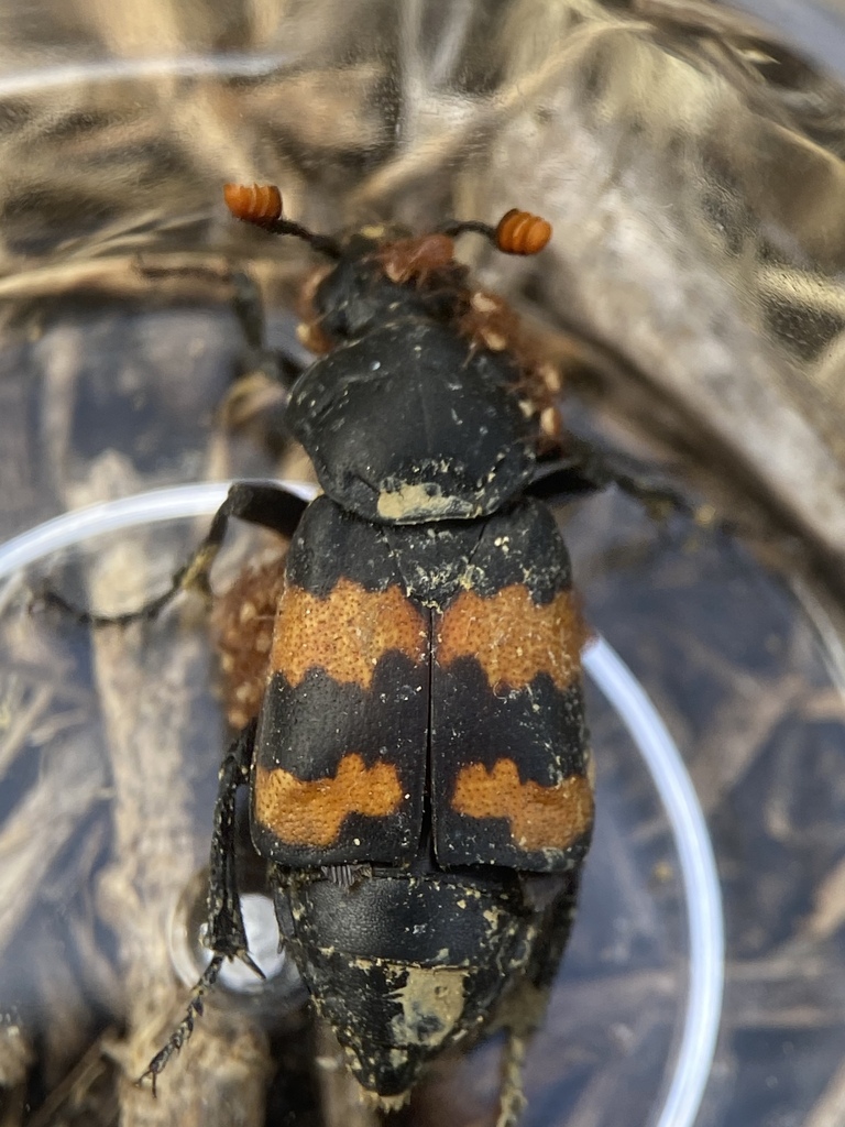 Yellow-bellied Burying Beetle