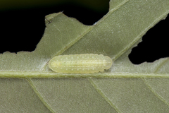 Arhopala birmana asakurae