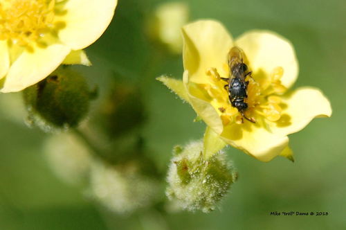 iNaturalist observation photo of Masked Bees