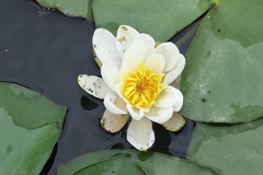 Nymphaea alba