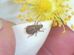 Strophosoma melanogrammum