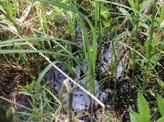 Carex lacustris