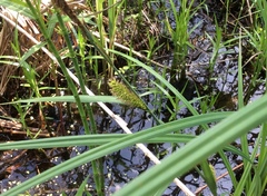 Carex lacustris
