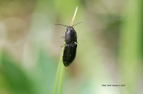 iNaturalist observation photo of Click Beetles
