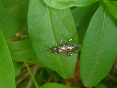Macrophya punctumalbum