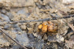Nothochodaeus jengi