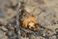 Nothochodaeus jengi