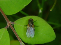 Diptera