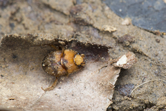 Nothochodaeus jengi