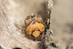 Nothochodaeus jengi
