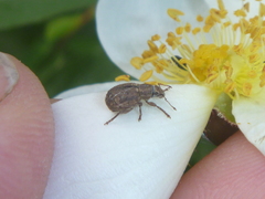 Strophosoma melanogrammum