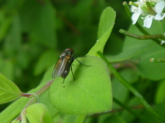 Diptera