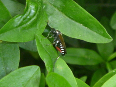 Macrophya punctumalbum