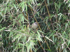 Horornis acanthizoides