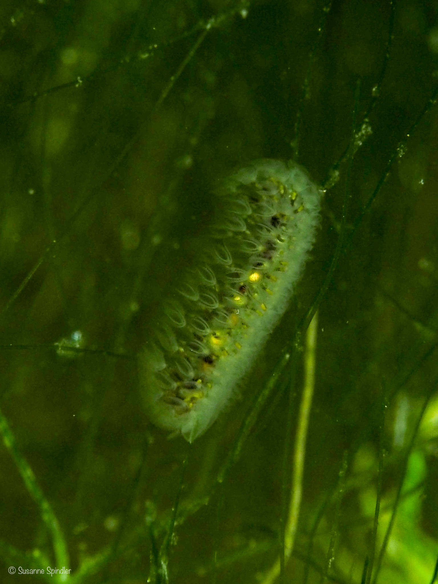 Cristatella mucedo Cuvier, 1798