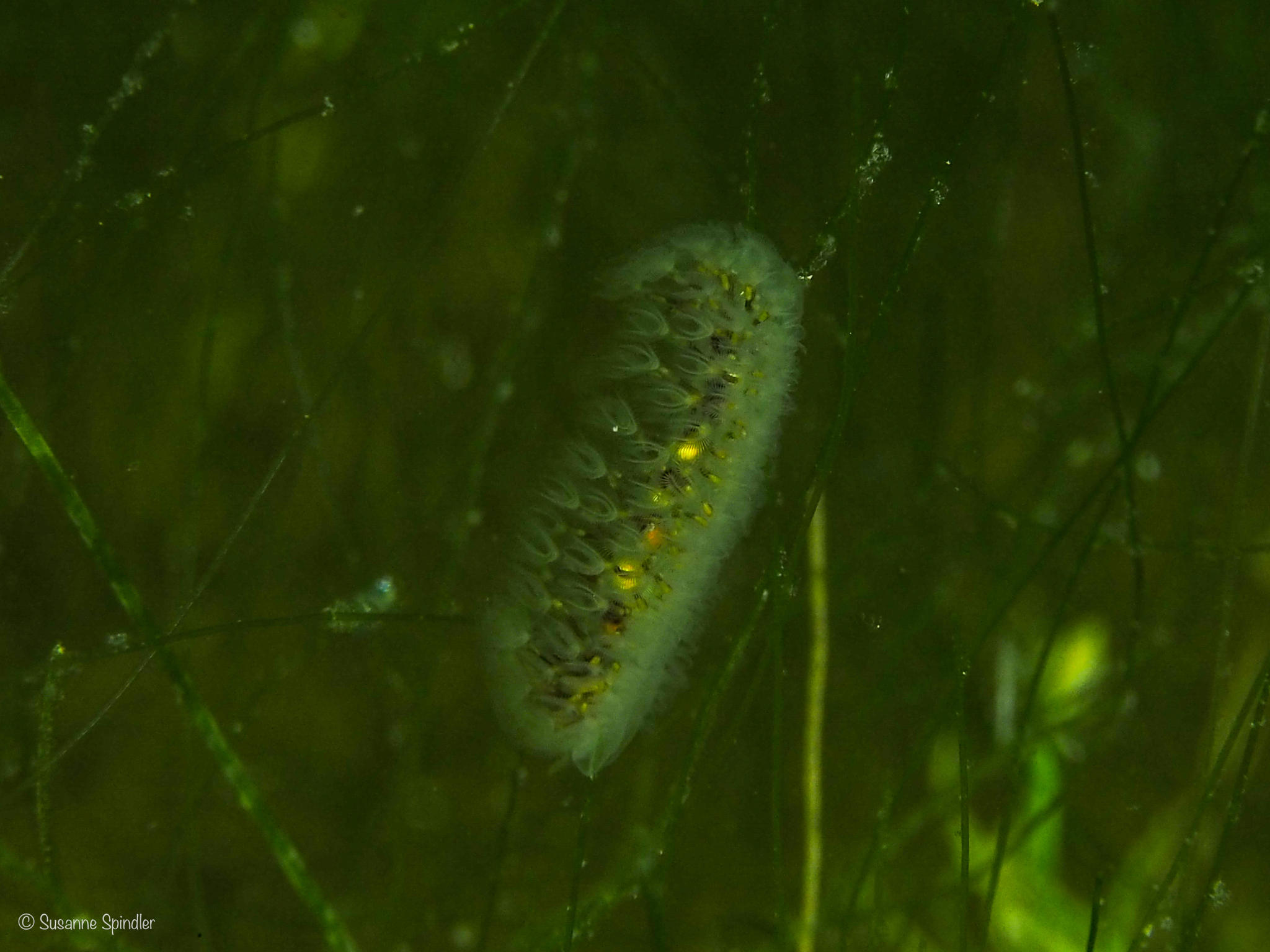 Cristatella mucedo Cuvier, 1798