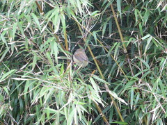 Horornis acanthizoides