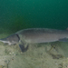 Siberian Sturgeon - Photo (c) Susanne Spindler, some rights reserved (CC BY-NC-ND), uploaded by Susanne Spindler