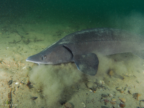 Siberian Sturgeon