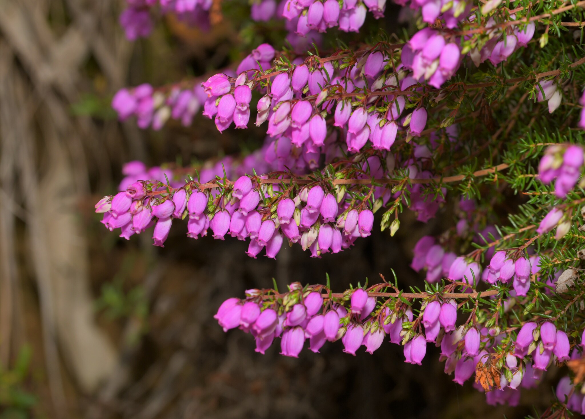 Erica cinerea