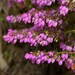 Bell Heather - Photo (c) Paulo Martins, some rights reserved (CC BY-SA), uploaded by Paulo Martins
