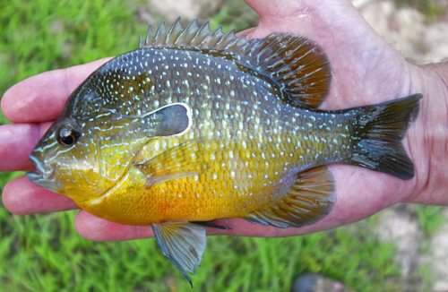 Gulf Longear Sunfish
