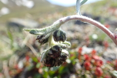 Artemisia furcata
