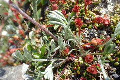 Artemisia furcata