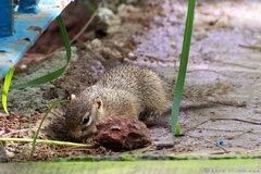 Notocitellus adocetus
