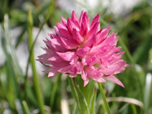 Austrian gymnadenia (Gymnadenia archiducis-joannis)