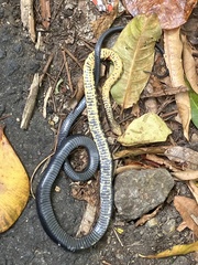 Montserrat Racer photo 4