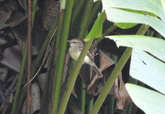 Cnemotriccus fuscatus