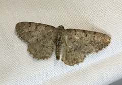Aethalura intertexta