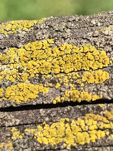 Tryninė geltūnė nuotrauka