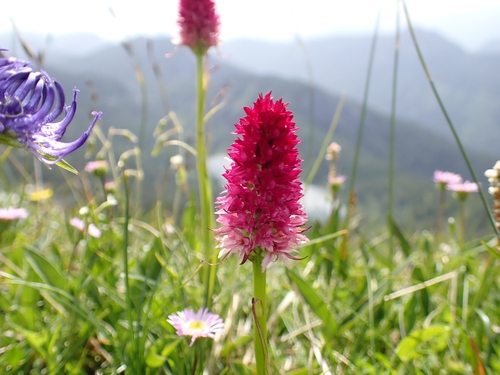 Image of Bicolor Fragrant Orchid (Gymnadenia bicolor) by (c) Elias, some rights reserved (CC BY)