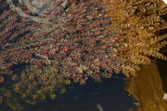 Rotala rotundifolia image