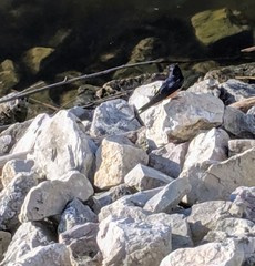 Hirundo rustica