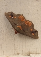 Lopharthrum comprimens