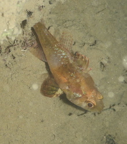 Apogonichthys ocellatus observed 2024-06-25